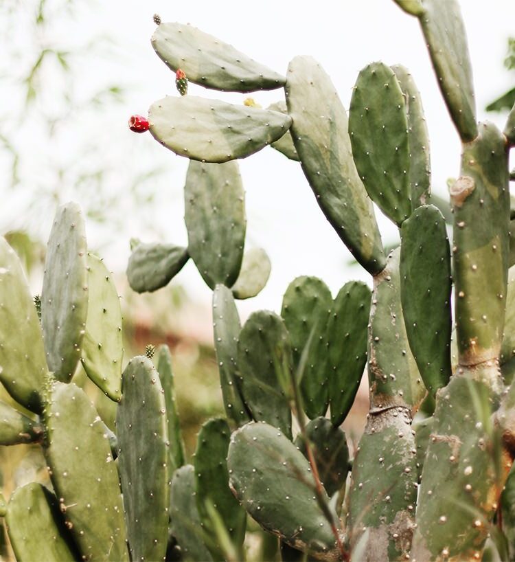 cactus2