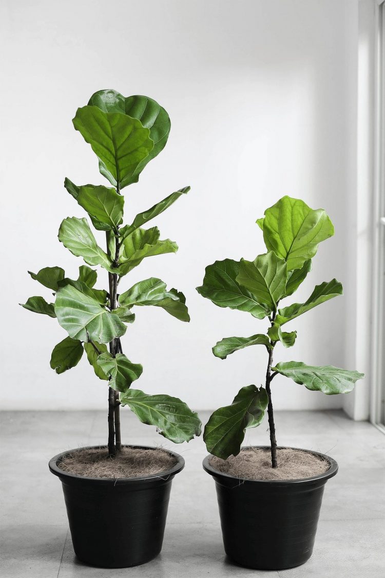 Fiddle leaf edit