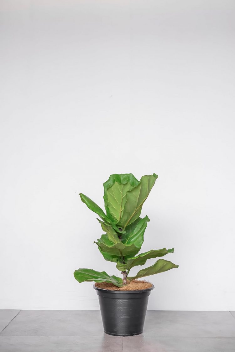 fiddle-leaf-fig-baby-2