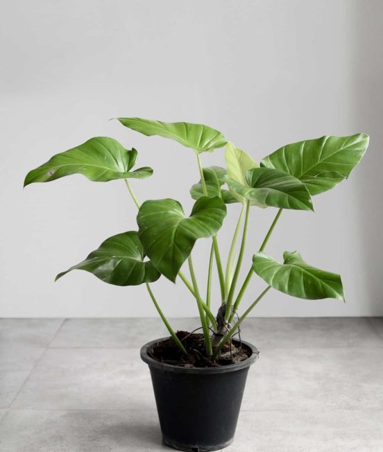 final-philodendron