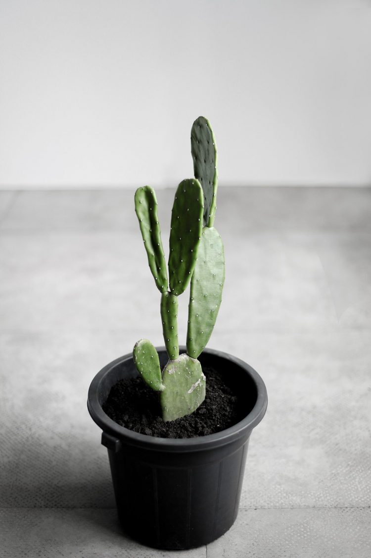item-cactus