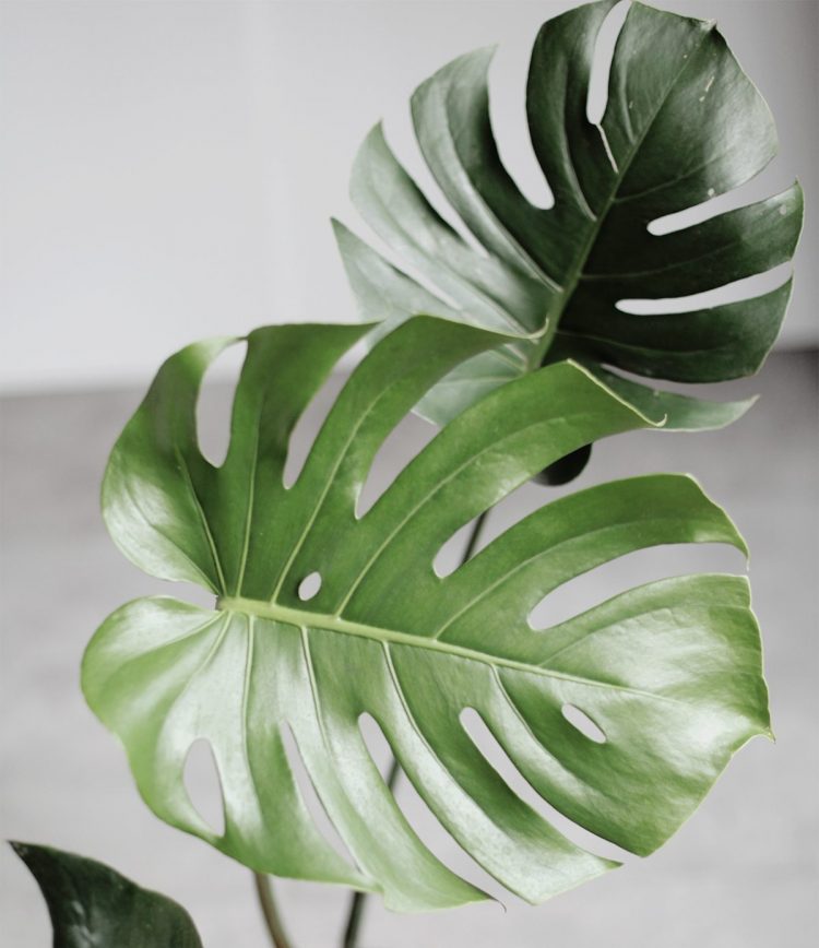 monstera