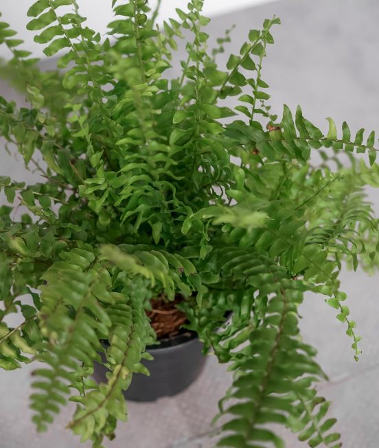tierra-plants-indoor-6