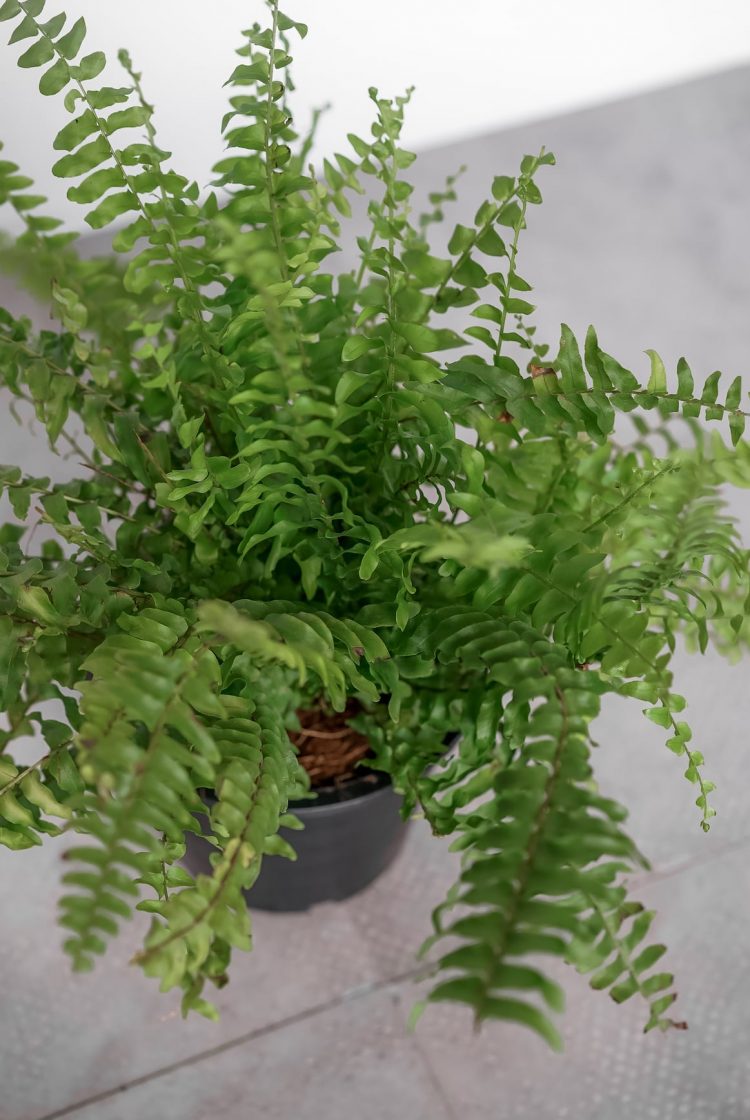 tierra-plants-indoor-6