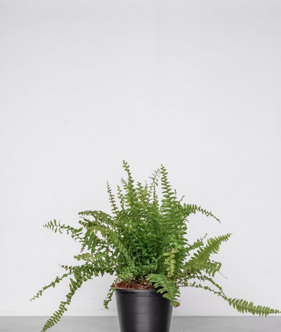 tierra-plants-indoor-8