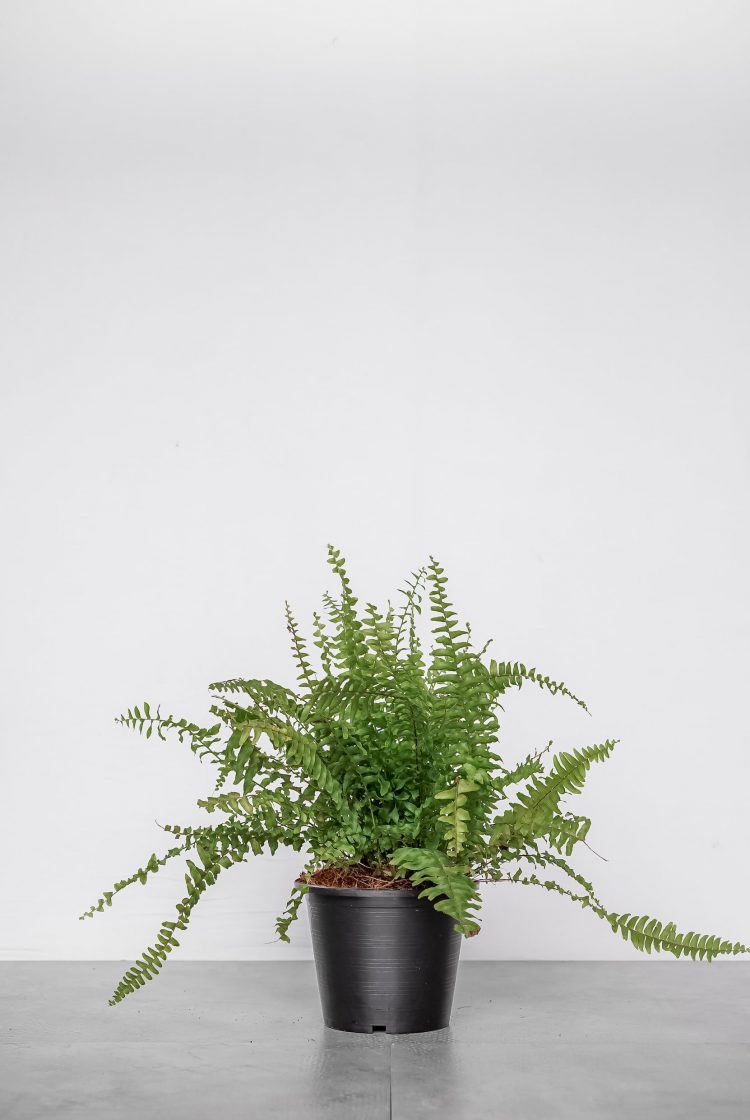 tierra-plants-indoor-8